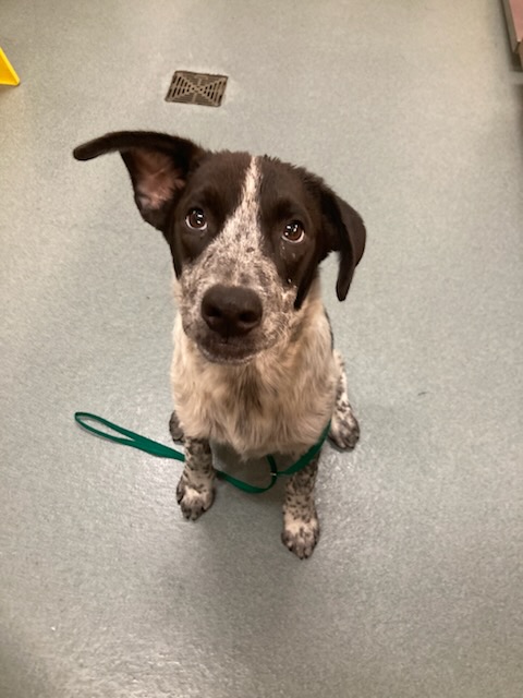 Boone