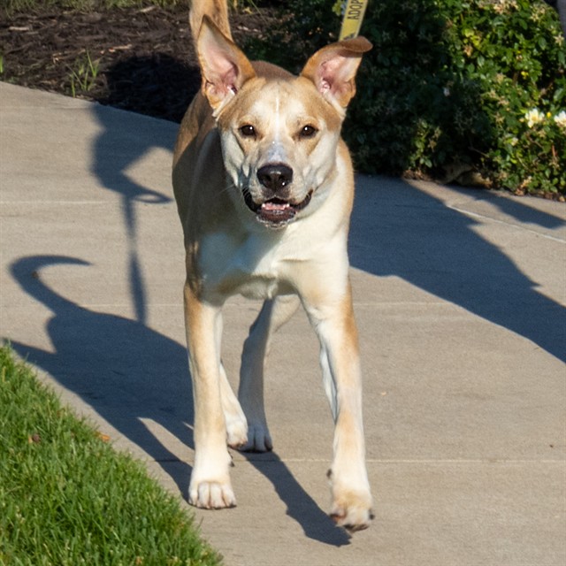 Max
