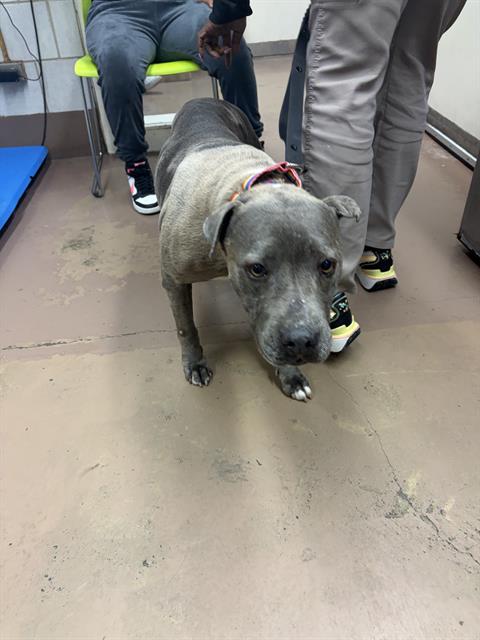Adoptable Dog