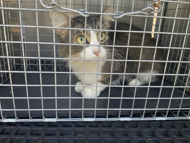 Adoptable Cat