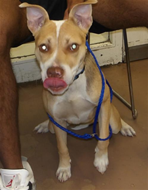 Adoptable Dog