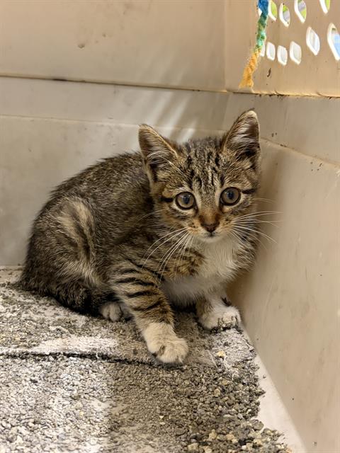 Adoptable Cat