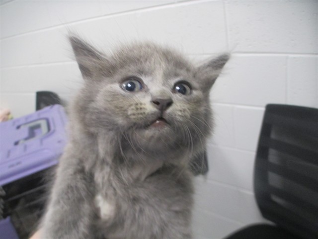 Adoptable Cat