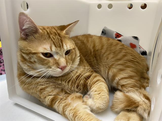 Adoptable Cat