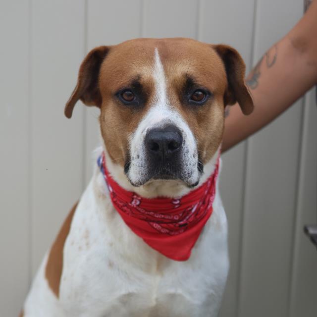 Benji