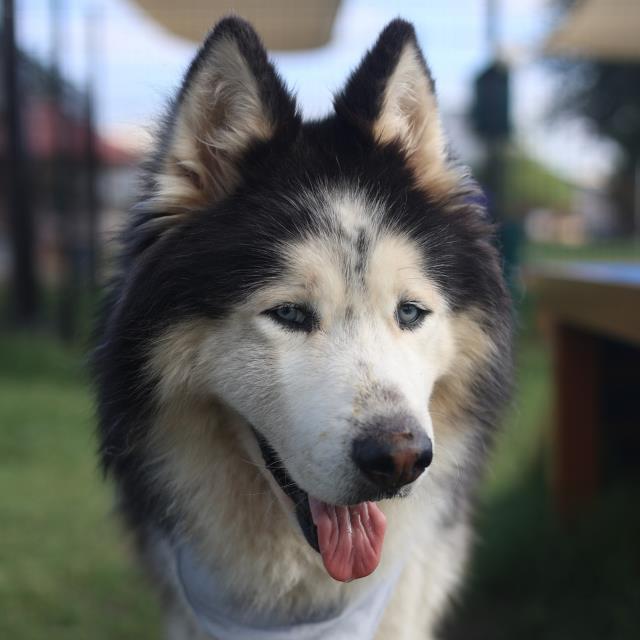 Achilles