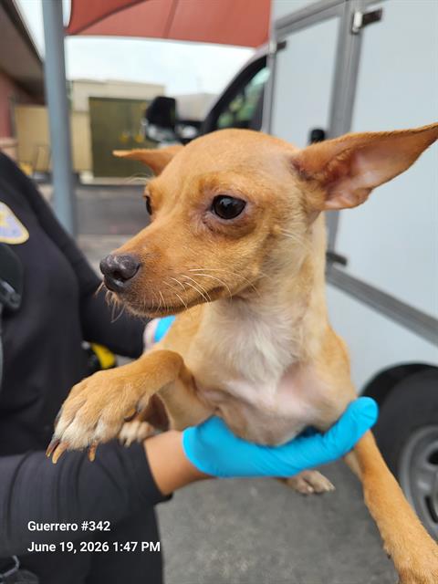 Adoptable Dog
