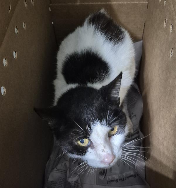 Adoptable Cat