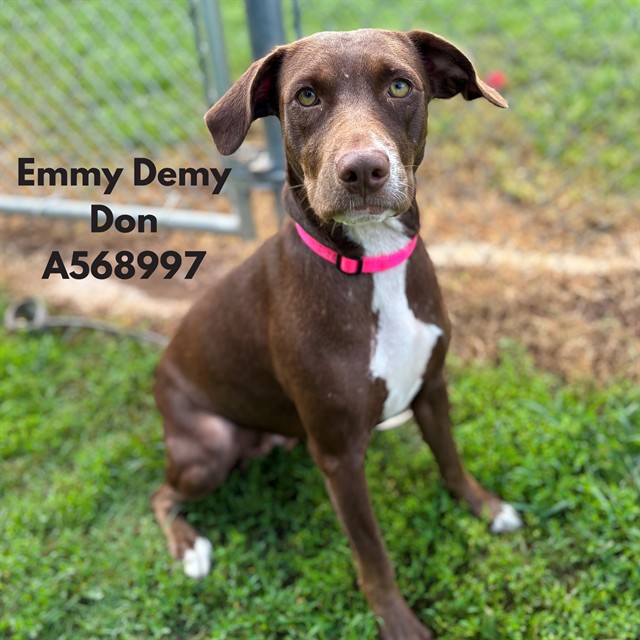 Emmy Demy Don