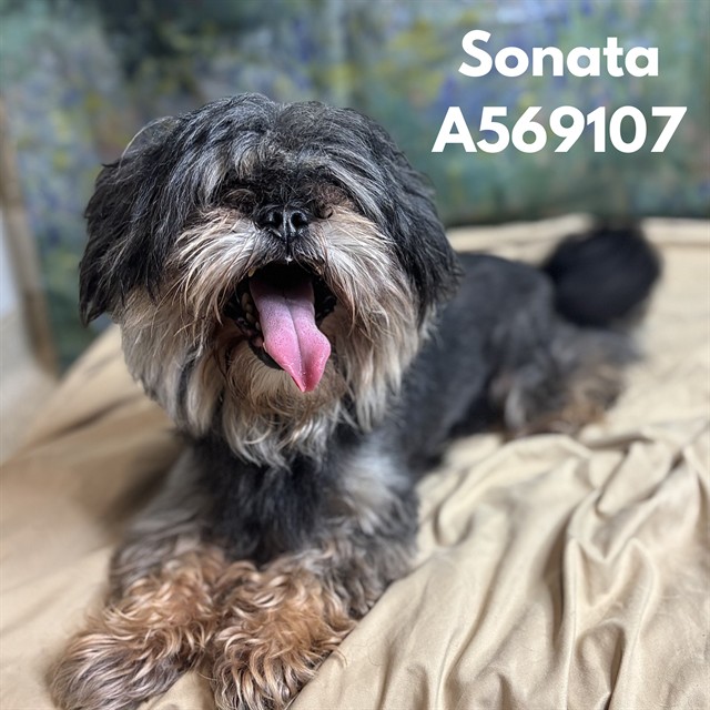 Sonata