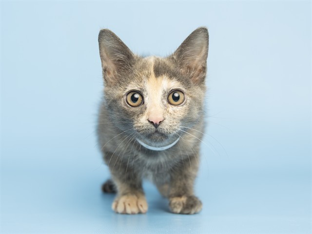 Nova