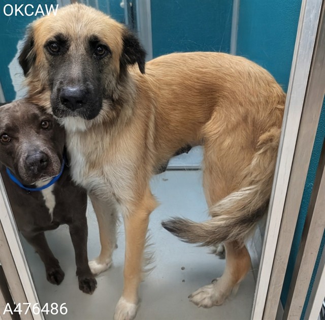 Adoptable Dog