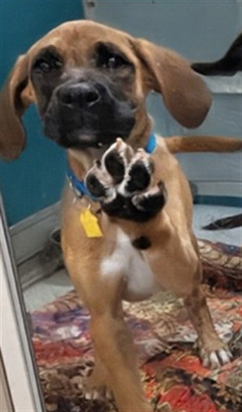 Adoptable Dog