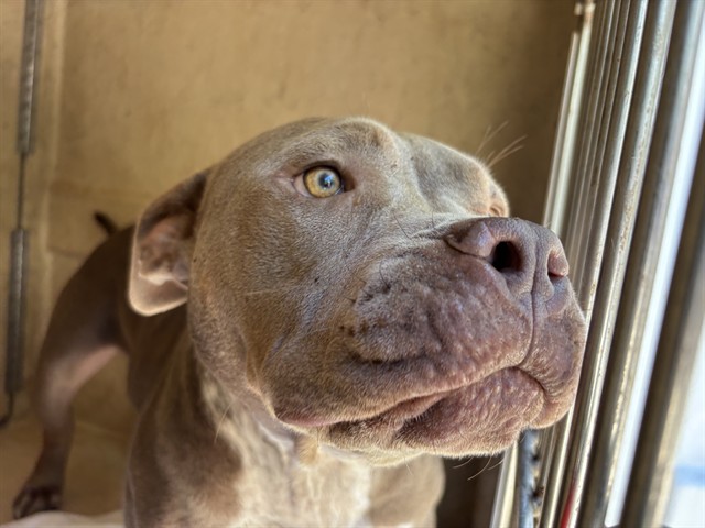Canelo