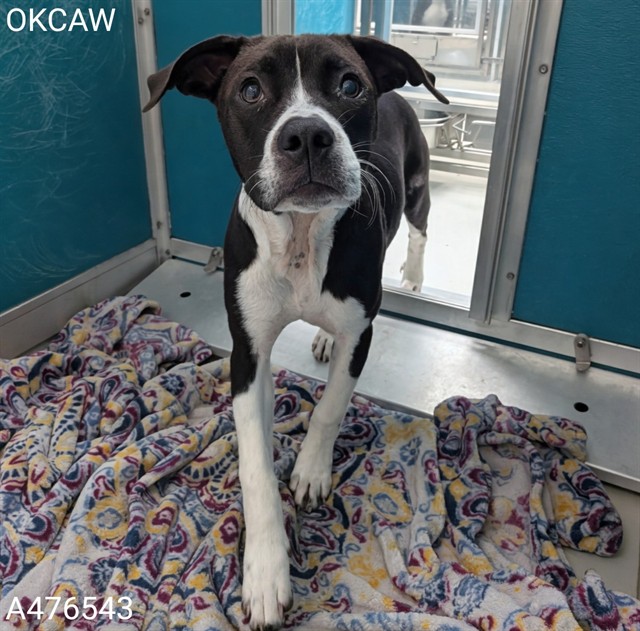 Adoptable Dog