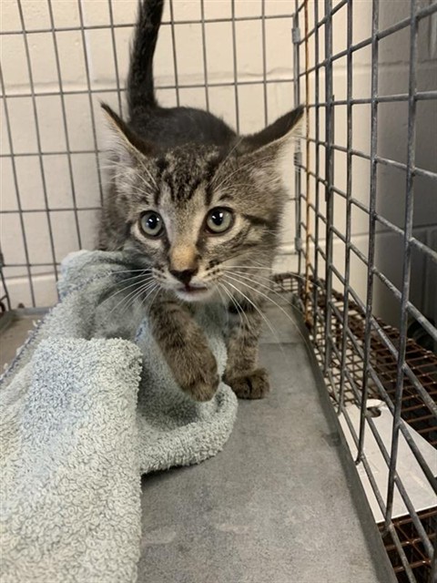 Adoptable Cat