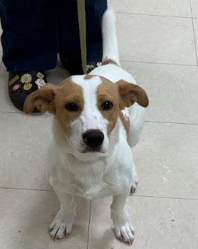 Nash