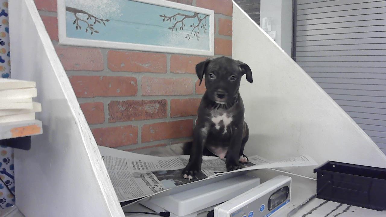 Arlo