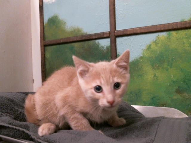 Kiki