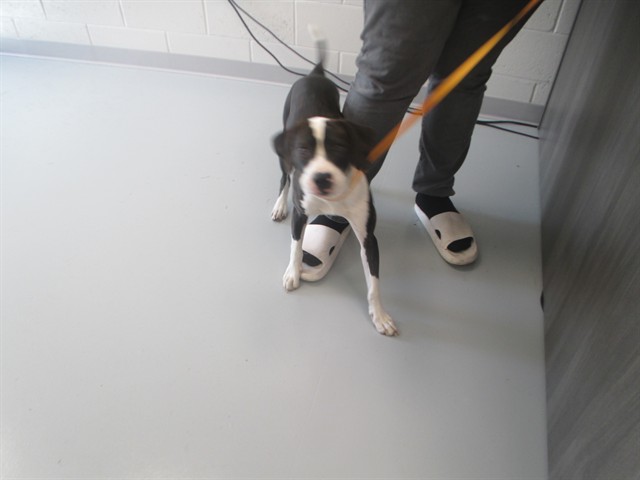 Adoptable Dog