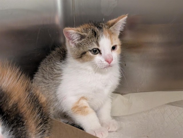 Adoptable Cat