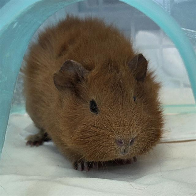 Cinnamon