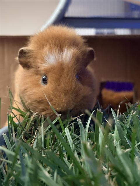 Ginger
