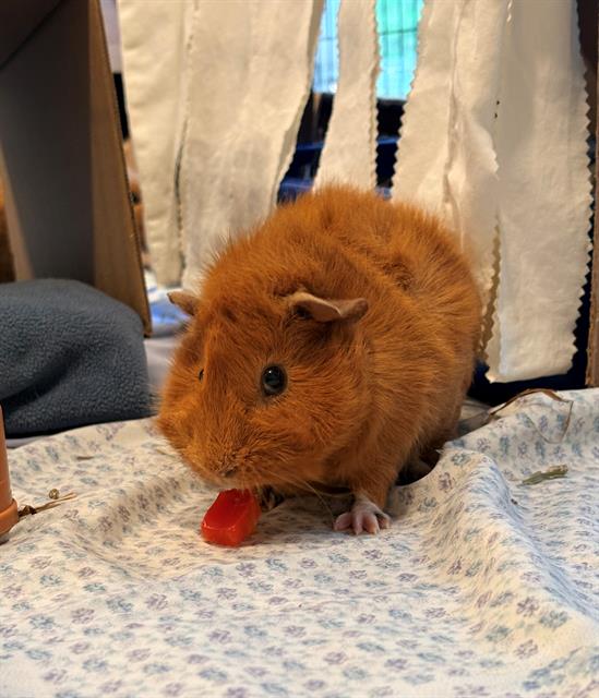 Paprika