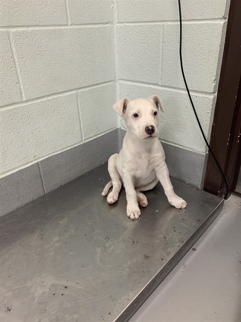 Jackson