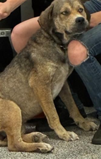 Adoptable Dog