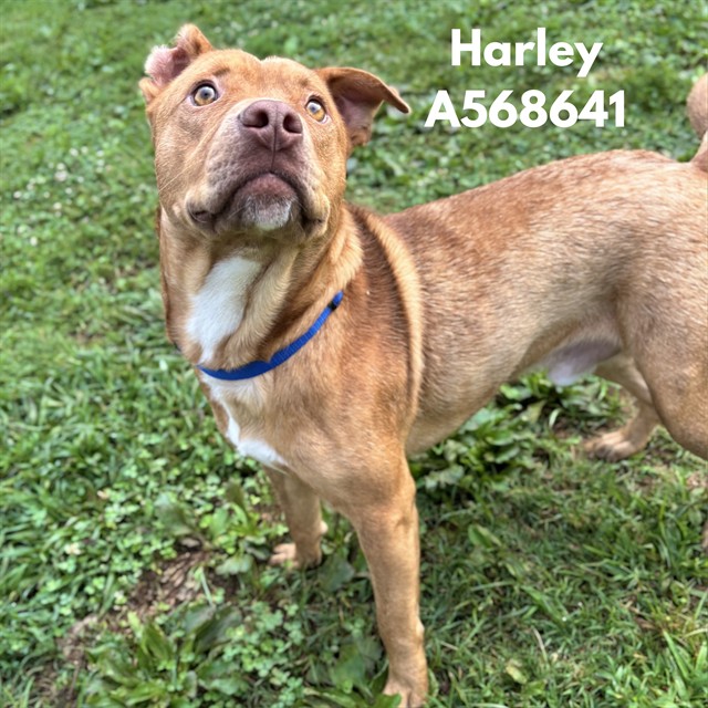 Harley