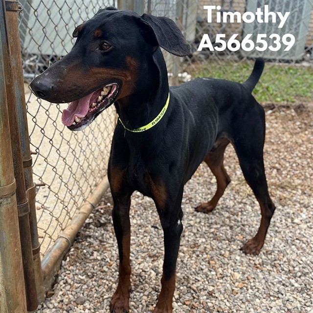 Timothy