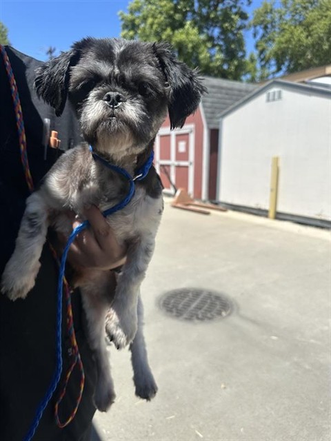 Adoptable Dog