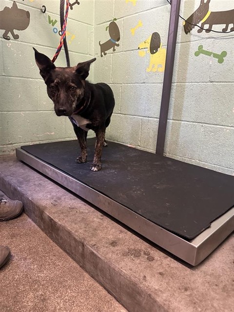 Adoptable Dog