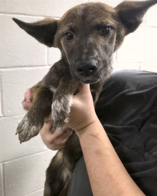 Adoptable Dog