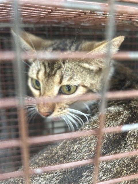 Adoptable Cat