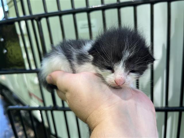 Adoptable Cat