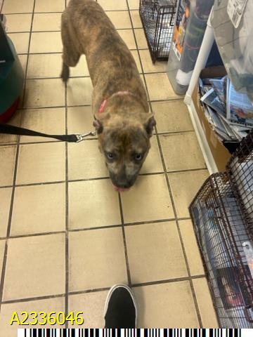 Mishka