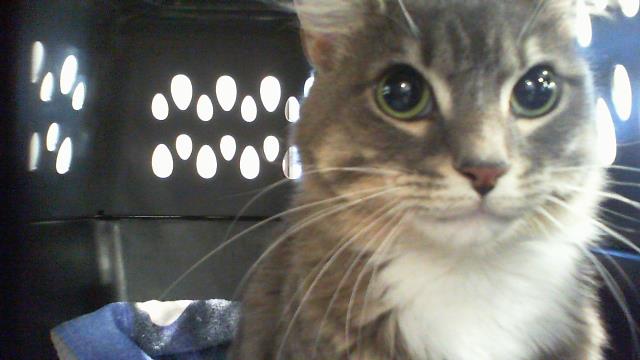 Michi