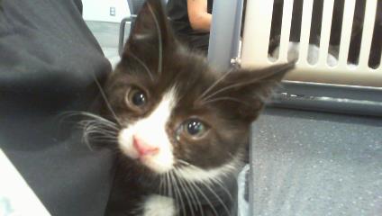 Adoptable Cat