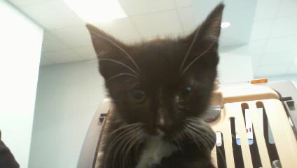 Adoptable Cat