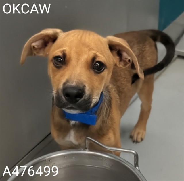 Adoptable Dog