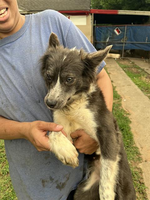 Adoptable Dog