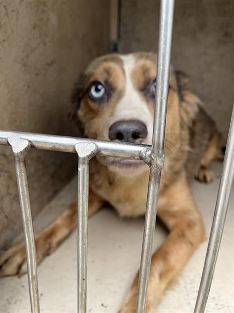 Adoptable Dog
