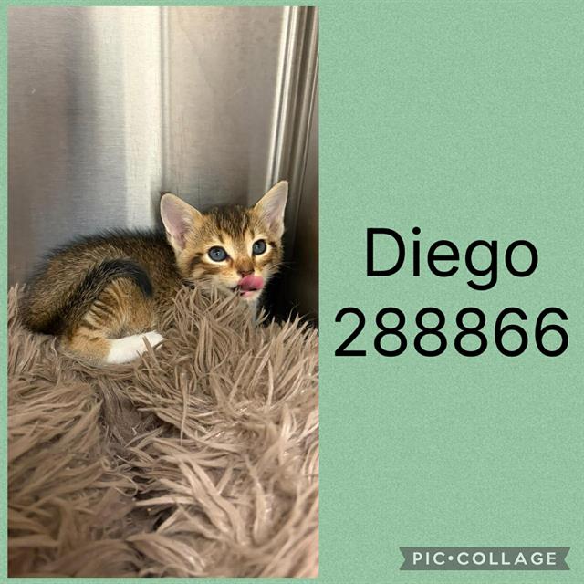 Diego