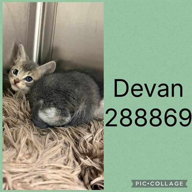 Devan