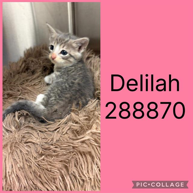 Delilah