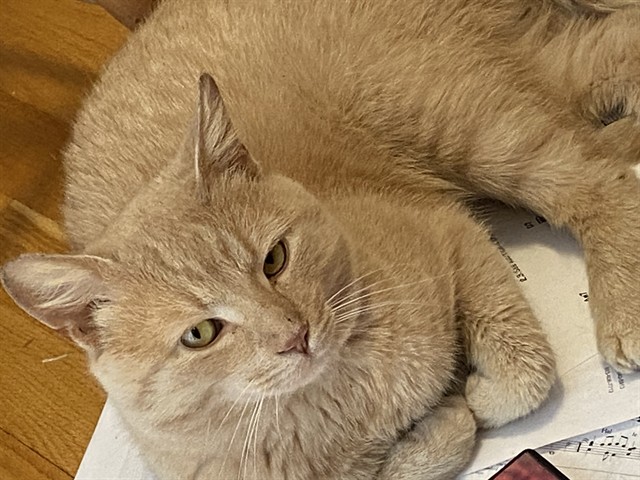 Elroy