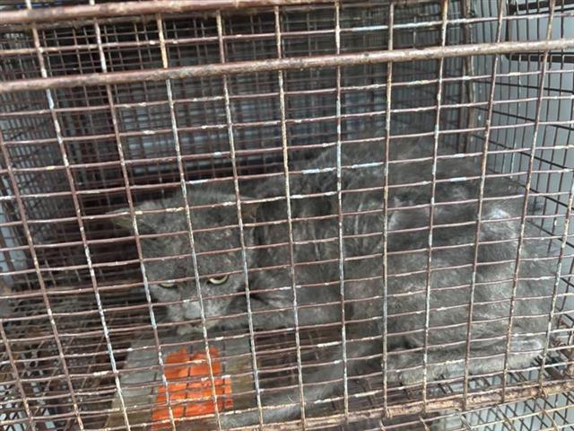 Adoptable Cat