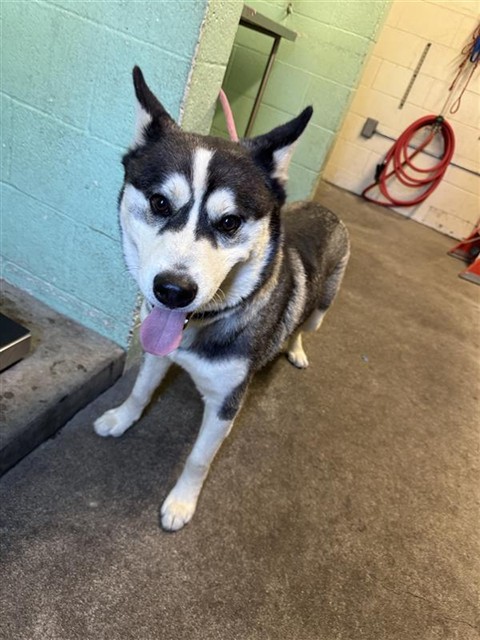 Adoptable Dog